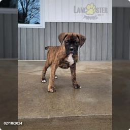 Nova