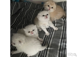 Sara  puppies for sale