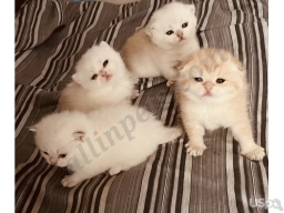 Sara  puppies for sale