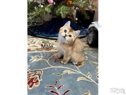 Boo  puppies for sale