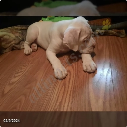 Hedwig  puppies for sale