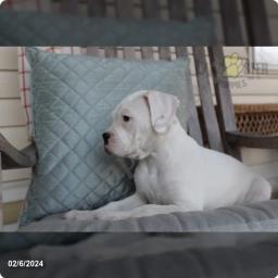 Kade  puppies for sale