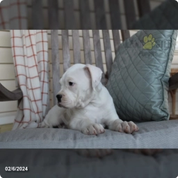 Kade  puppies for sale