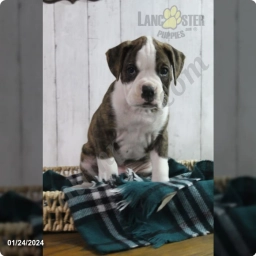 Kobe  puppies for sale