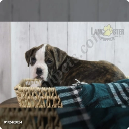Kobe  puppies for sale
