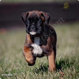 Niki  puppies for sale