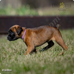 Niki  puppies for sale