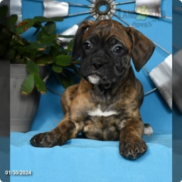 Helen  puppies for sale