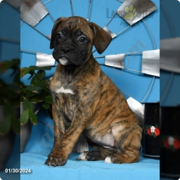 Helen  puppies for sale