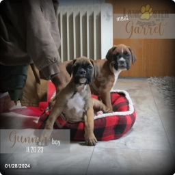 Garret  puppies for sale