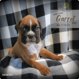 Garret  puppies for sale