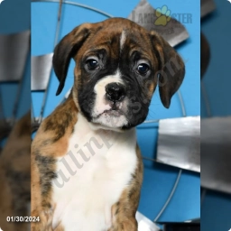 Herman  puppies for sale