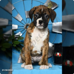 Herman  puppies for sale