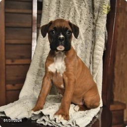 Remi  puppies for sale