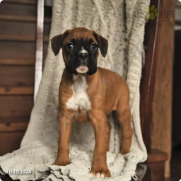 Remi  puppies for sale