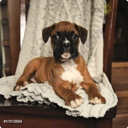 Remi