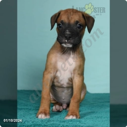 Jake  puppies for sale
