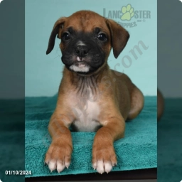 Jake  puppies for sale