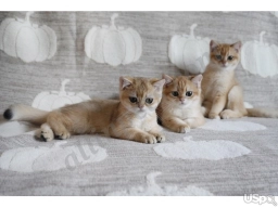 Nanda  puppies for sale
