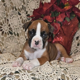 Milo  puppies for sale