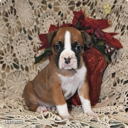 Milo  puppies for sale