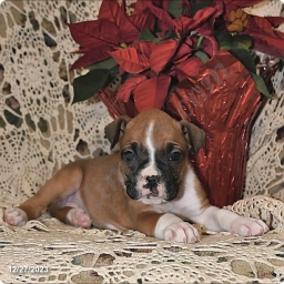 Lexie  puppies for sale