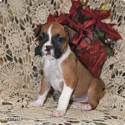 Lexie  puppies for sale