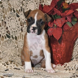 Lexie