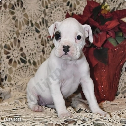 Brinley  puppies for sale
