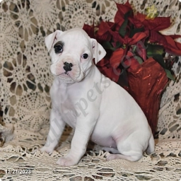 Brinley  puppies for sale