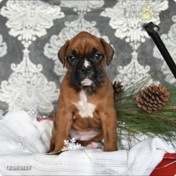 Piper  puppies for sale