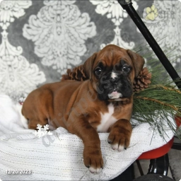 Piper  puppies for sale