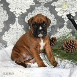 Piper