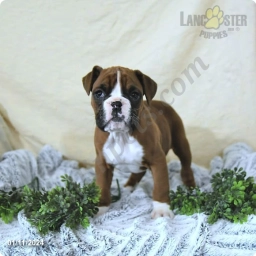 Eden Champ Blood  puppies for sale