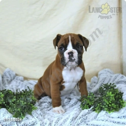 Eden Champ Blood  puppies for sale