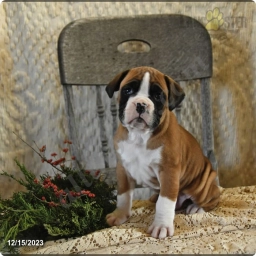 Mason Champ Blood  puppies for sale
