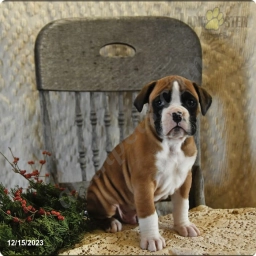 Mason Champ Blood  puppies for sale