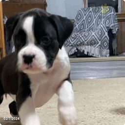 Trixy  puppies for sale