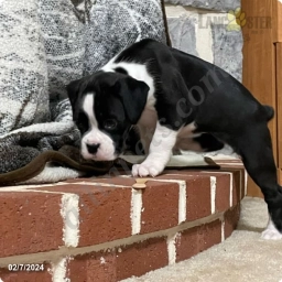 Trixy  puppies for sale
