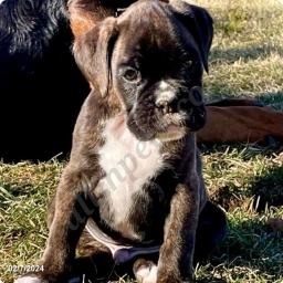 Toby  puppies for sale
