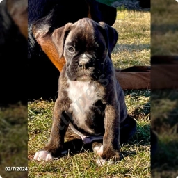 Toby  puppies for sale