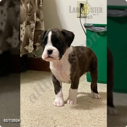 Tresa  puppies for sale