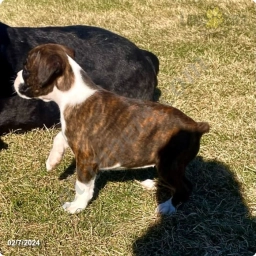 Tresa  puppies for sale