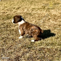 Tresa