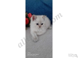 Moss  puppies for sale