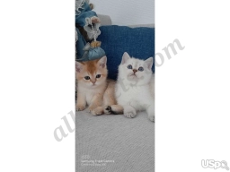 Moss  puppies for sale