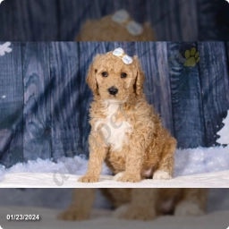 Lala  puppies for sale