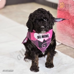 Cocoa  puppies for sale
