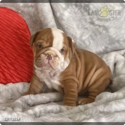 Little Red  puppies for sale
