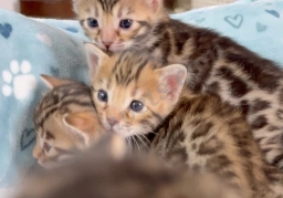 Brown baby bengal kittens for sale  puppies for sale